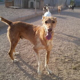 Happy podenco