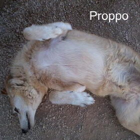 Proppo, de dikste windhond ever