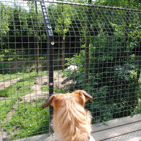 Fennah en de wolf - Olmense Zoo 29/07/2012