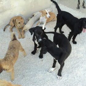 Pups in het puppyhuis