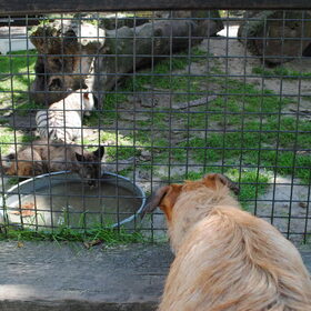 Fennah en Nigel - Olmense Zoo 29/07/2012