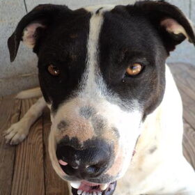 Staffy Lario