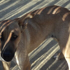 Asielhond