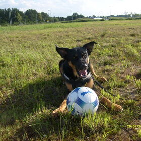 Hondenfoto van jacqueline en baco