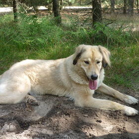 Hondenfoto van Julie & Yucca <3