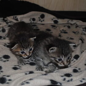 3 weken oud!