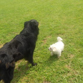 Hondenfoto van anja jordy ivan tim en ons hondje simba <3  <3
