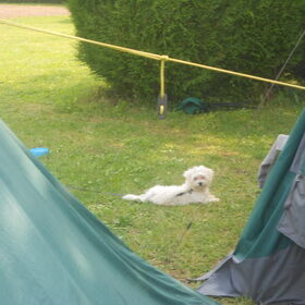Hondenfoto van anja jordy ivan tim en ons hondje simba <3  <3
