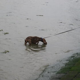 Joepie, dit durf ik al. Zo ver in het water bij Termuntenzijl…