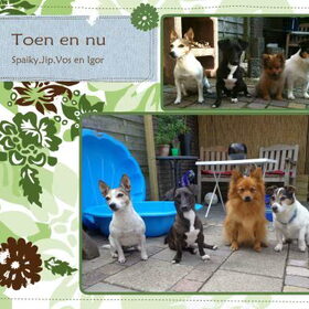 Toen en nu, Vos is veranderd! (En de tuin ook, ze zitten op…