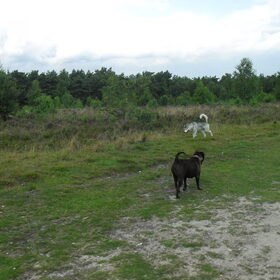 oh Koda was niet alleen in t'leesten