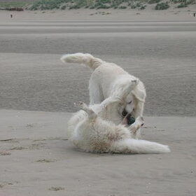 Onze goldens Tristan en Balou (rip) (2)
