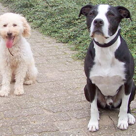 Spike en ons logeetje Sandy.