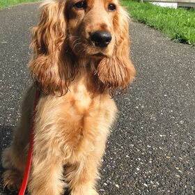De liefste asielhond die een mens kan wensen