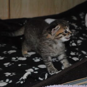 prachtige Zus - 3 weken oud -
