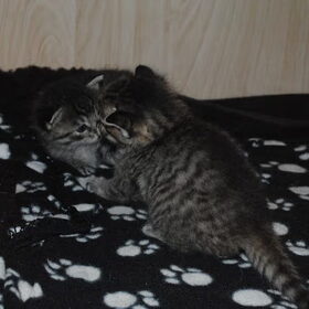 samen spelen - 3 weken oud -