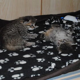 gekke kitjes - 3 weken oud -