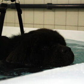 Fedor's eerste sessie hydrotherapie (31-07-2012)