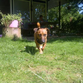 Hondenfoto van ~**Saar,  Dexx & Daya **~