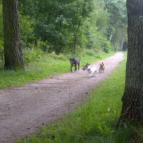 Hondenfoto van ~**Saar,  Dexx & Daya **~