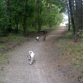 Hondenfoto van ~**Saar,  Dexx & Daya **~