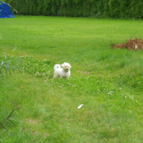 Hondenfoto van anja jordy ivan tim en ons hondje simba <3  <3