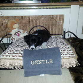 Hondenfoto van Pamela en Dazzle en Gentle