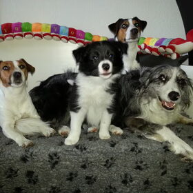Hondenfoto van Pamela en Dazzle en Gentle