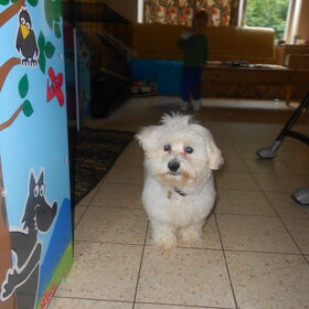 Hondenfoto van anja jordy ivan tim en ons hondje simba <3  <3