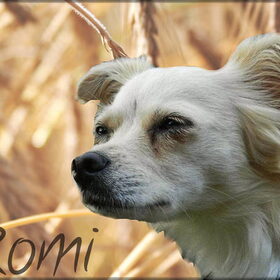 Hondenfoto van Jana & Romi 