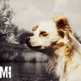 Hondenfoto van Jana & Romi 