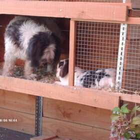 Hondenfoto van liesbeth,Turbo,Luna, Levi en Faith