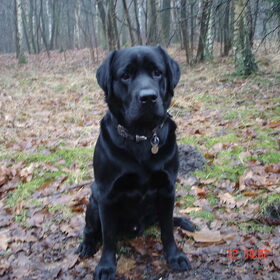 Onze lieverd,in het bos,op de weg die ,,Gebed zonder…