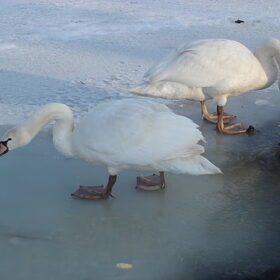 Zwanen,in de winter bij ons voor de deur.