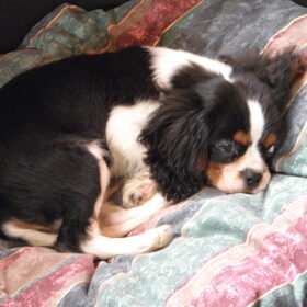 onze Bo, 3 maand oud, lekker liggen in die grote mand