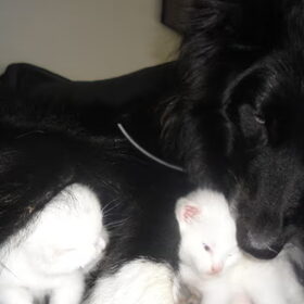 met de kittens