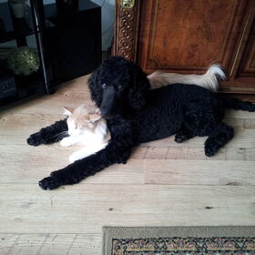 Hondenfoto van Aleida R.I.P. Viktor 04-04-97 * 20-01-2012
