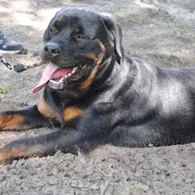 Tyson rust even uit...