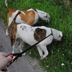 Beau en Dushi samen snuffelen...wat is het heerlijk om op wandel…