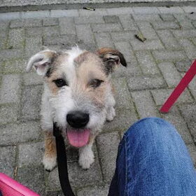 Schattige Vlekje ! Vlekje is een hondje met karakter, zoals het…