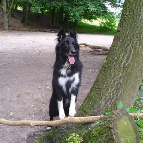 in daniker bos