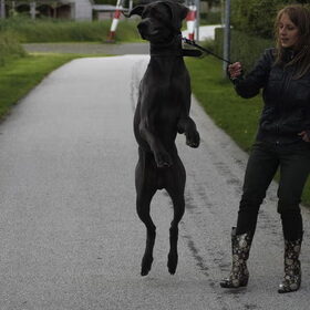 Hondenfoto van isabelle 