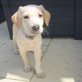 toen was hij nog pup