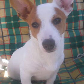 Jackrussel of toch niet??
