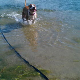 Hondenfoto van Rebecca & Roxy & Bullit