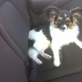 Cody als pup (6)