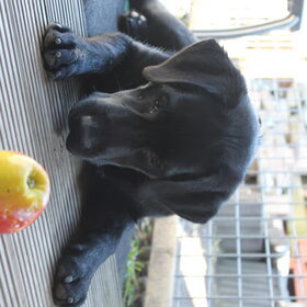 Hondenfoto van Amy ~ Nero & Omar 