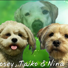 Hondenfoto van Melissa, Dempsey, Taiko, Minos & *Nina*
