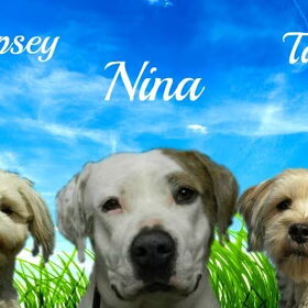 Hondenfoto van Melissa, Dempsey, Taiko, Minos & *Nina*