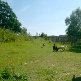 Op het losloop plekje